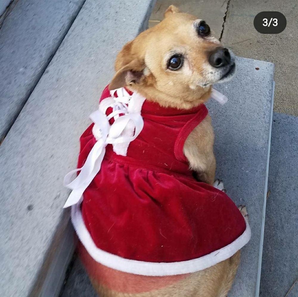 Pets!! - Picture 6 of 12